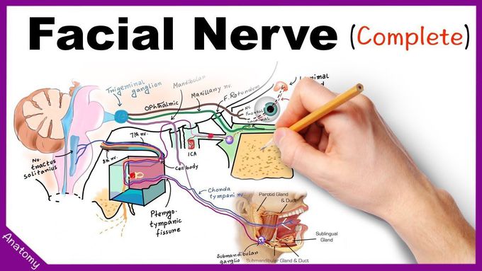 Facial Nerve Anatomy