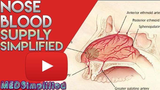 Nose Anatomy | Nasal Blood Supply
