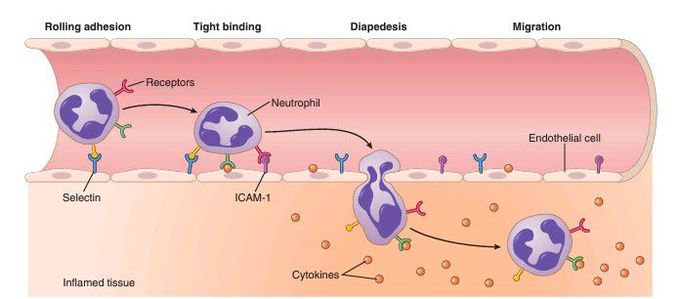 Migration of neutrophils from the blood into inflamed tissue. 