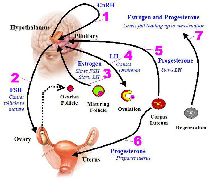 Hormones in Females