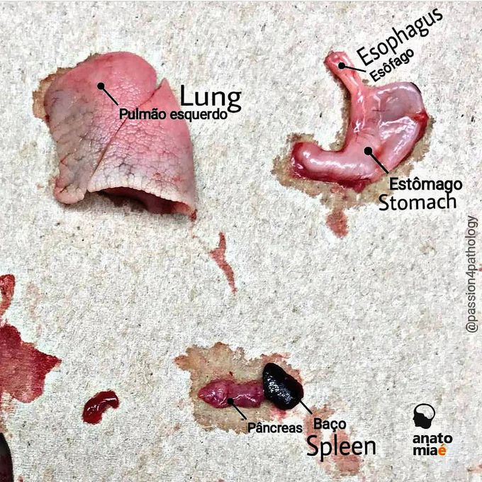 Fetal organs
