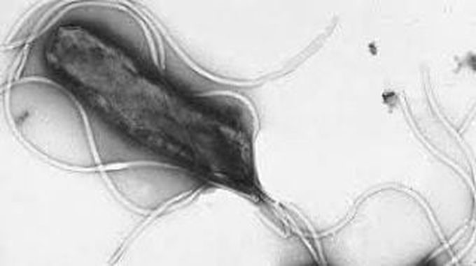 Helicobacter pylori