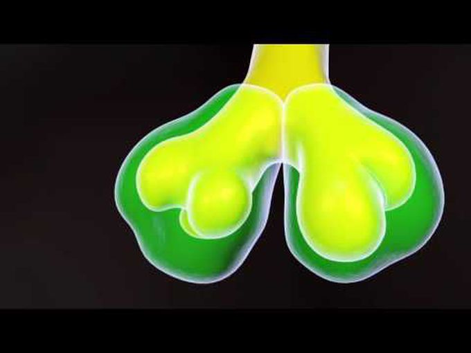 Development of Bronchial tree (Animation)