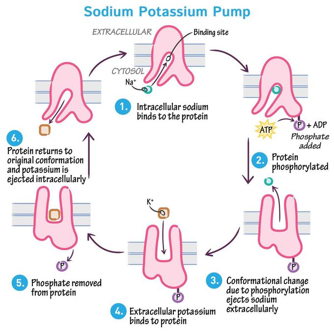 Sodium potassium pump