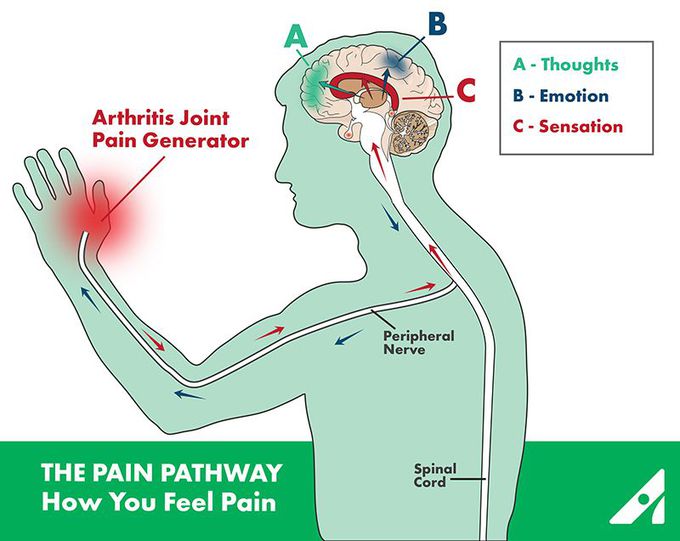 The Pain Pathway