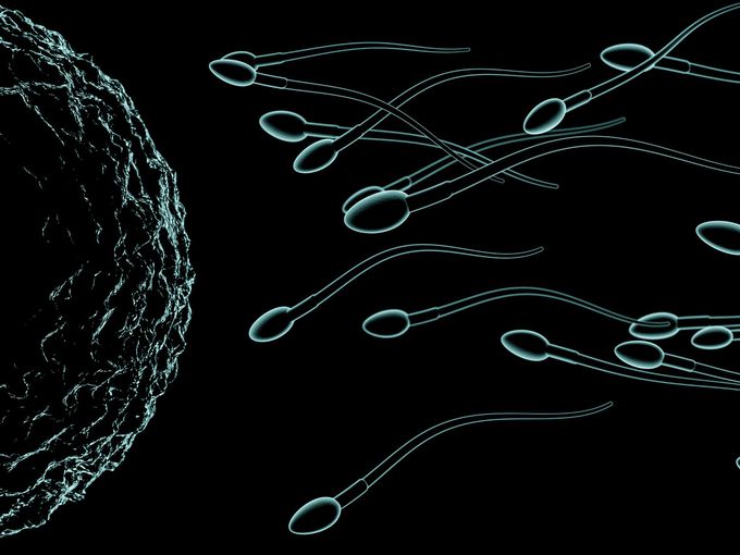 Important Predictors of Male Infertility