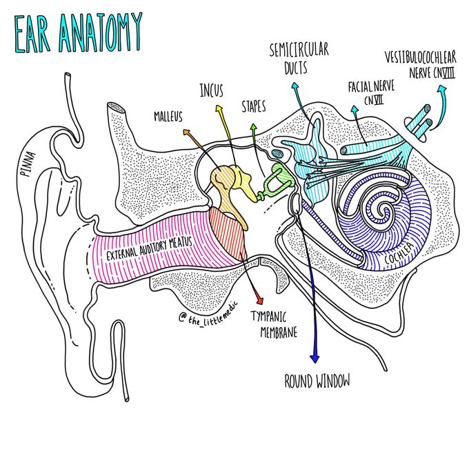 Ear anatomy