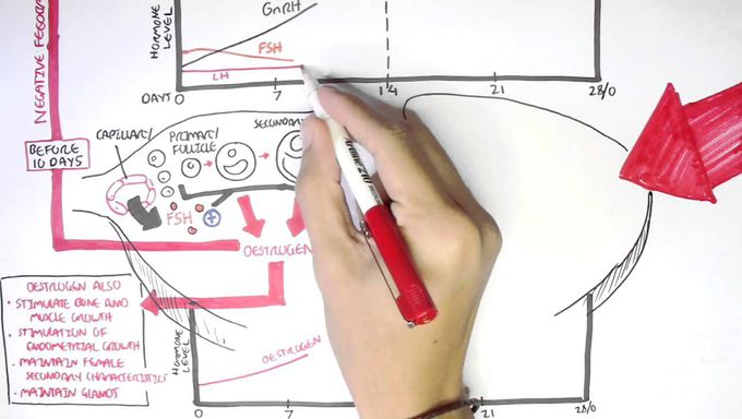 Hormonal Regulation in Menstrual Cycle