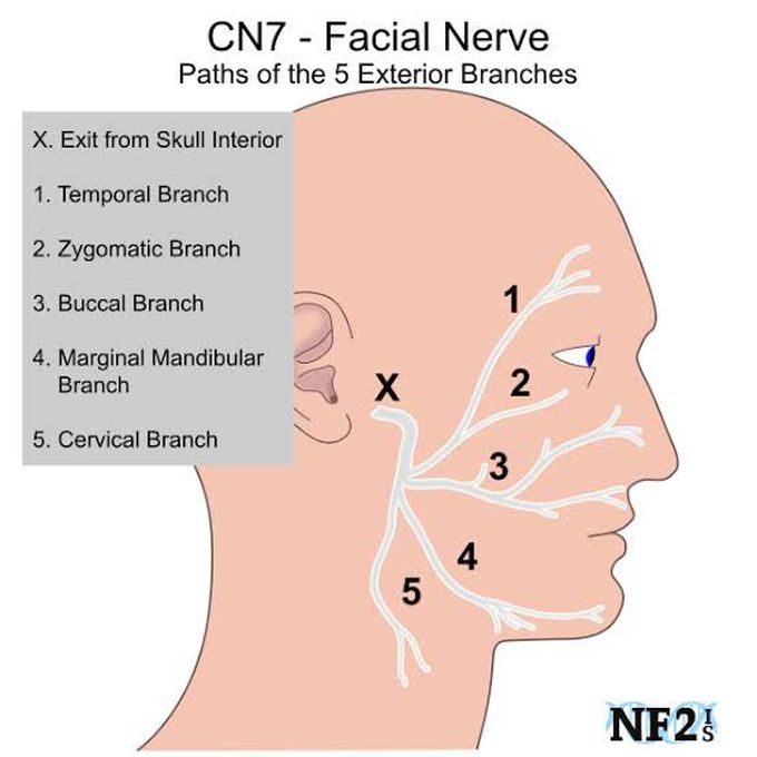 Branches of facial nerve