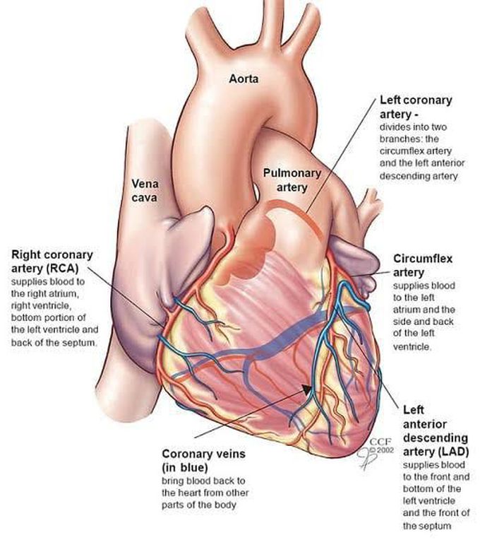 Anatomy of Heart