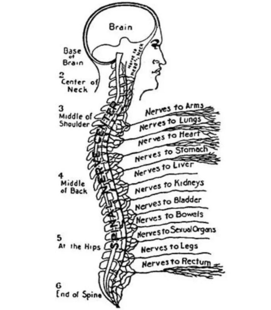 Spinal Nerves - MEDizzy