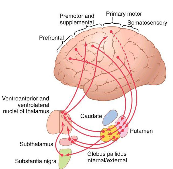 Putamen circuit