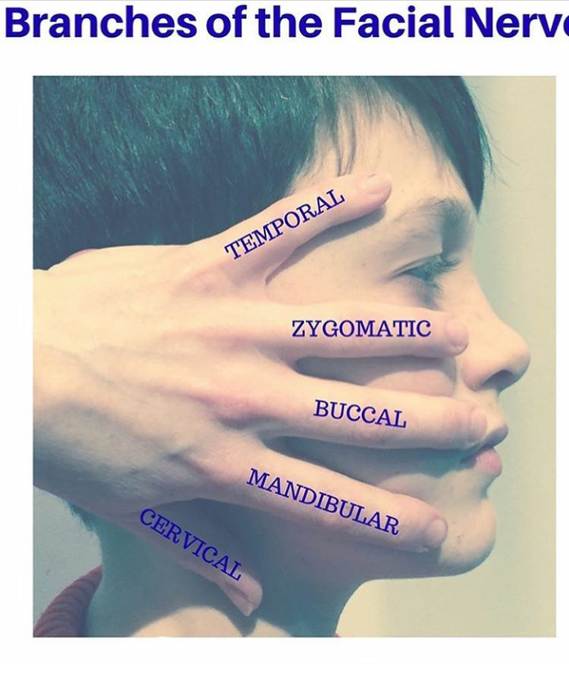 Mandibular Nerve - MEDizzy