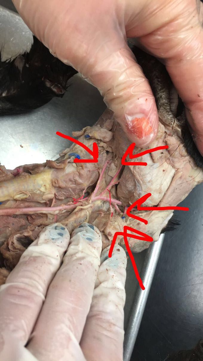 Name these arteries ! You can do it