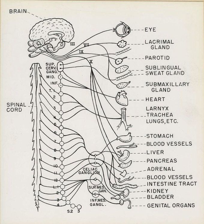 Nervous System - MEDizzy