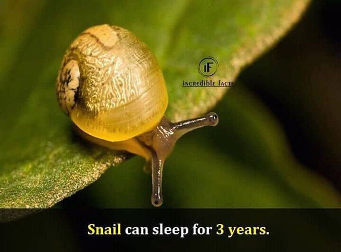 Incredible snail 🐌 😃