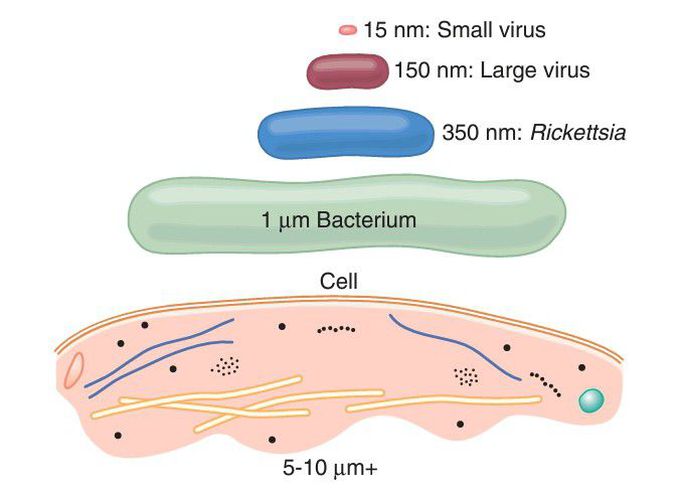 Microorganism cell vs Human cell