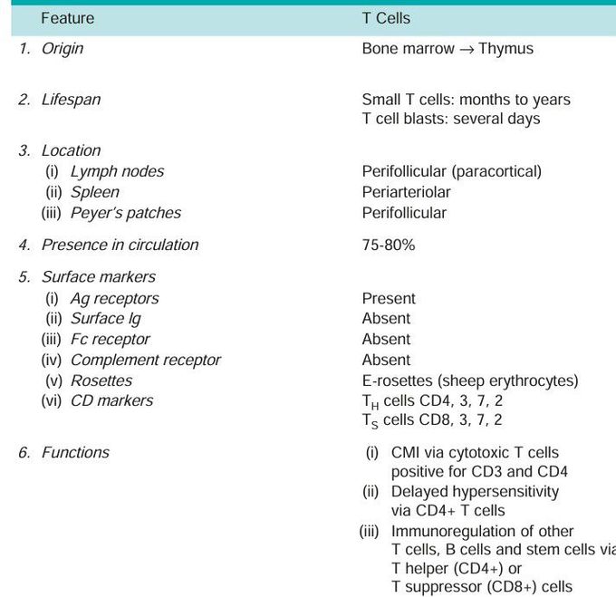 T lymphocyte