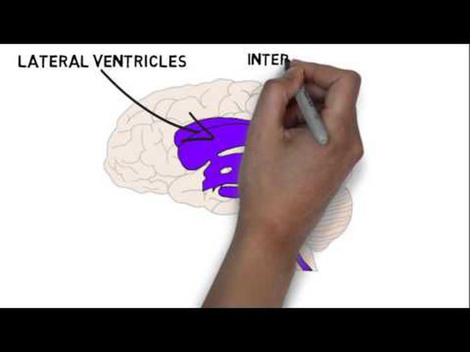A Summary of the Ventricular System of the Brain