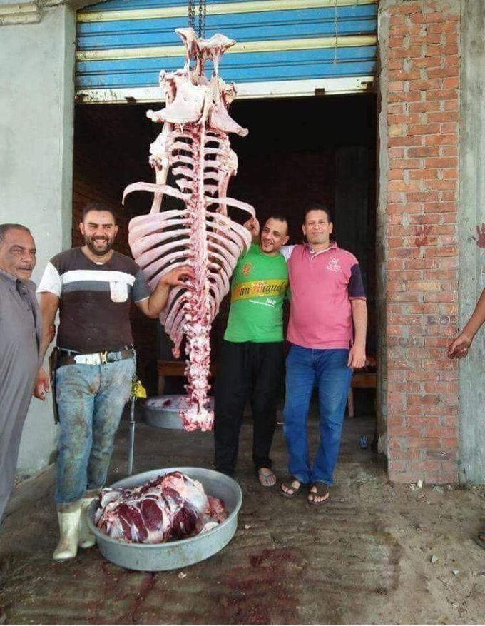 Eid Mood ;  when they ask from doctor to sacrifice in the lamb / calf on the eid (korban eid ) 😂😂