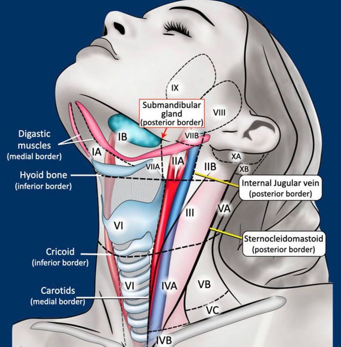 Head And Neck Anatomy-I - MEDizzy