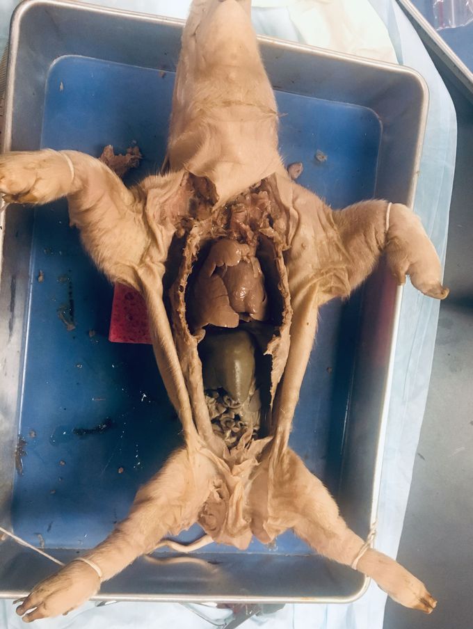 Fetal Pig Dissection