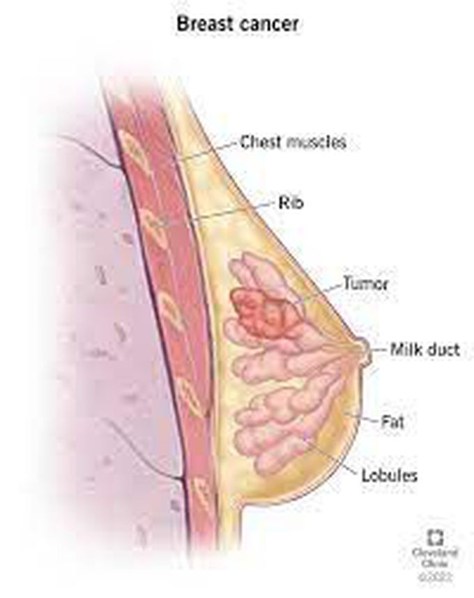 Breast Anatomy - MEDizzy