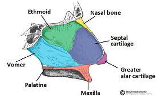 bones in nasal septum