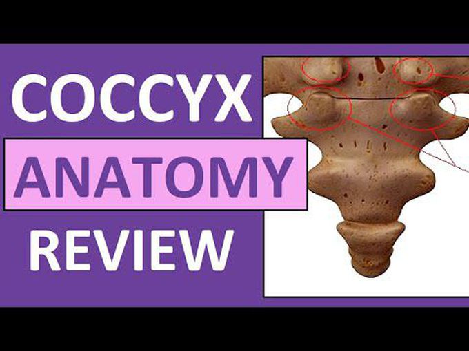 The Coccyx