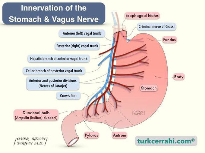 Innervation of Stomach and Vagus Nerve