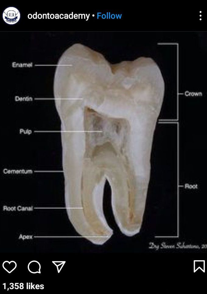 Tooth Anatomy🦷