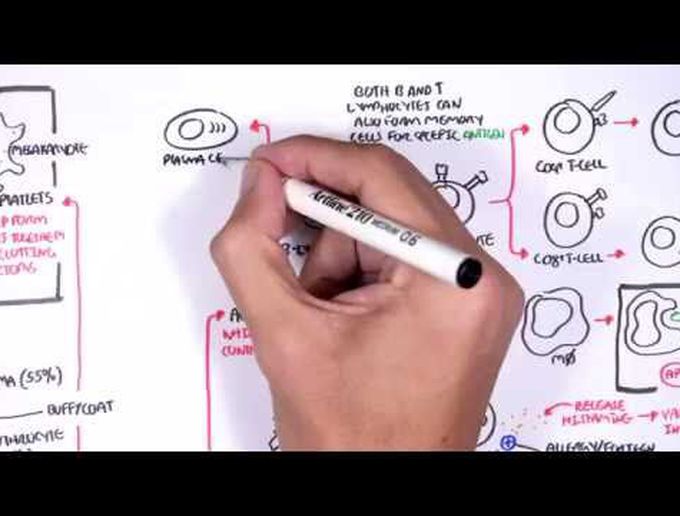 Haemotology - Blood fractionation (WBC, Platlets and Clotting Factors)