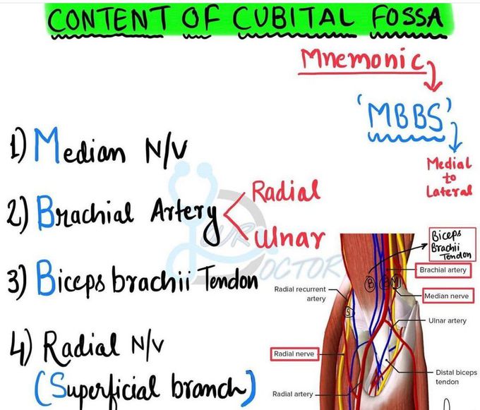 Contents of Cubital Fossa