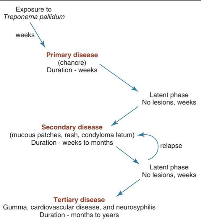 Pathogenesis of untreated syphilis