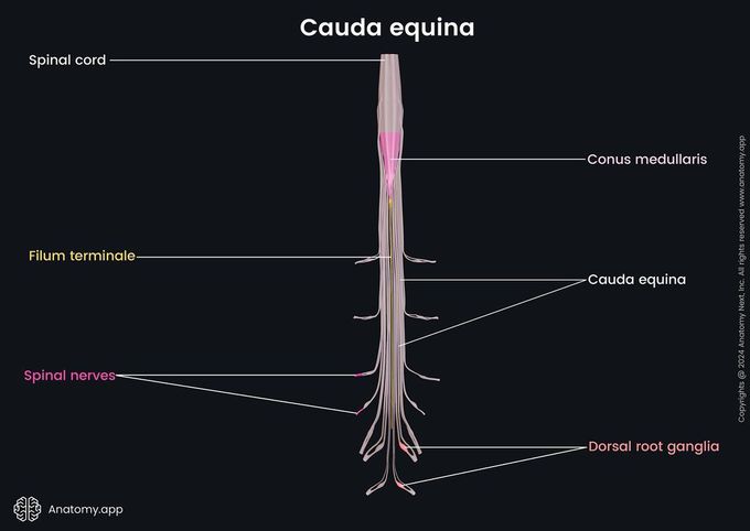 Cauda equina