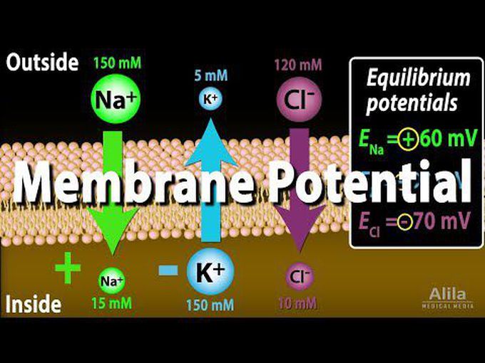 Membrane and Equilibrium Potential