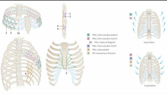 intercostal muscles