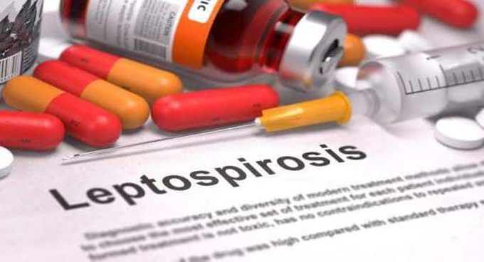 Treatment for Leptospirosis