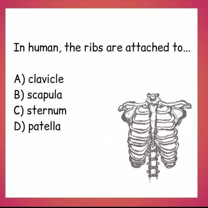 In human, Ribs are attached to? MEDizzy