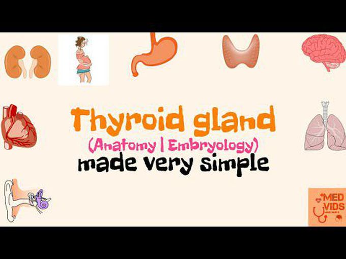 Descriptive anatomy and development of thyroid