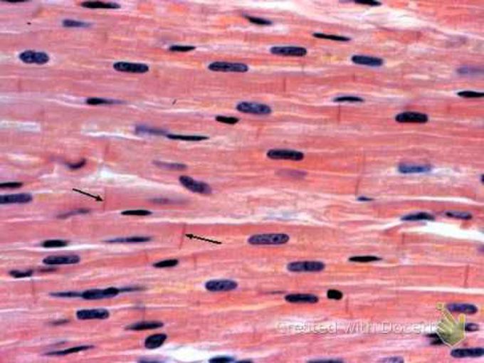 Muscle and Nerve Tissue Histology
