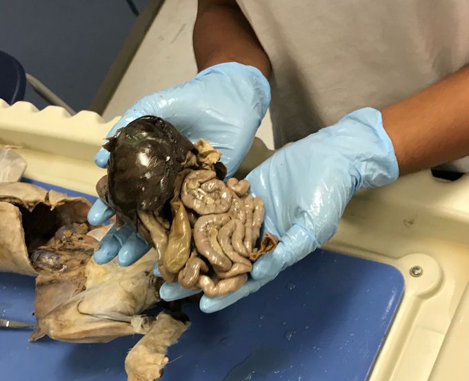 Dissection in Anatomy and Physiology class