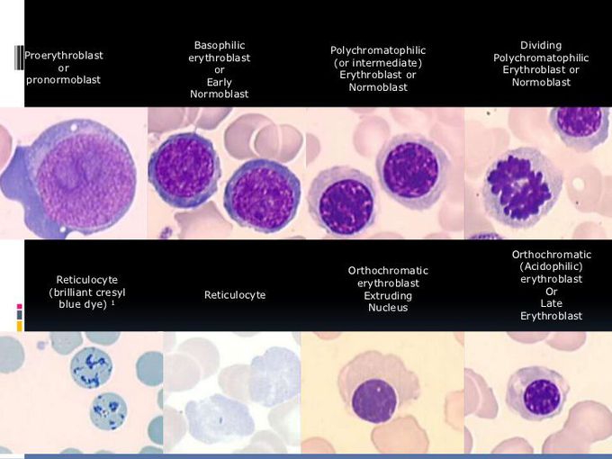 Formation of erythrocyte