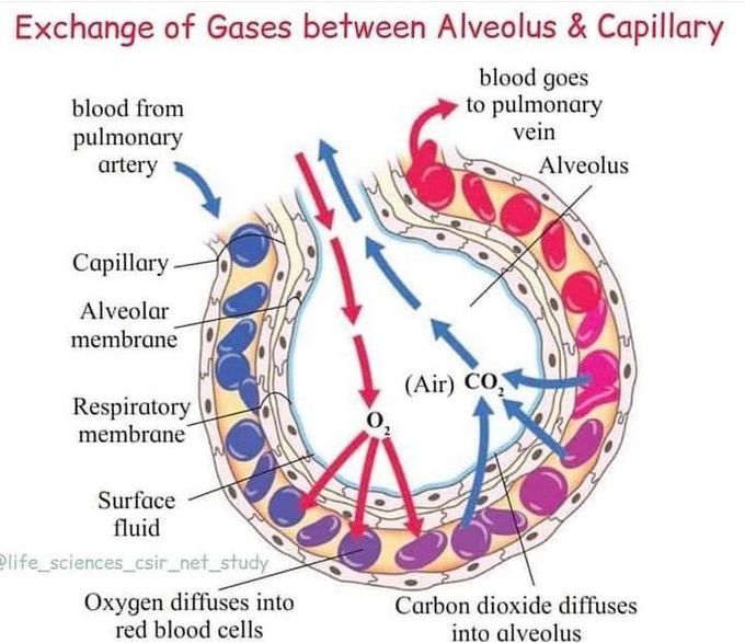 Phenomena Of Gaseous Exchange Between Alveolus And Capillary Medizzy