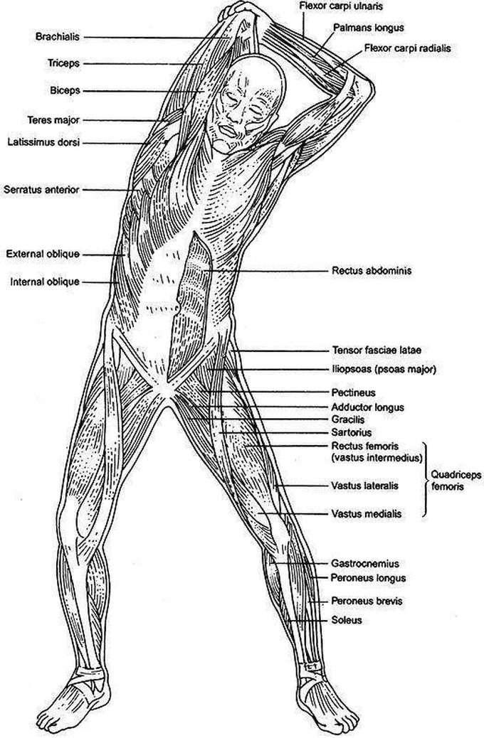 Muscles