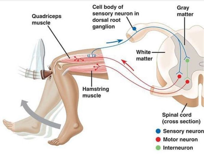 Hammer patellar reflex.