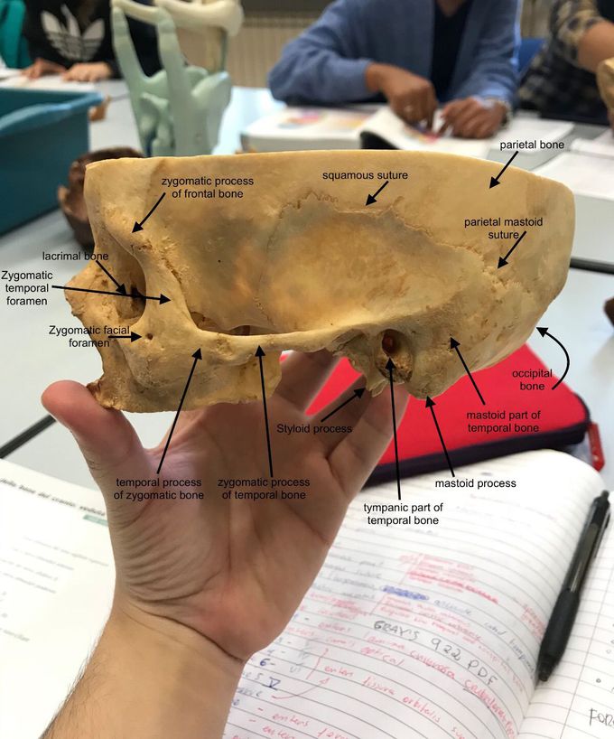 some more cranium anatomy