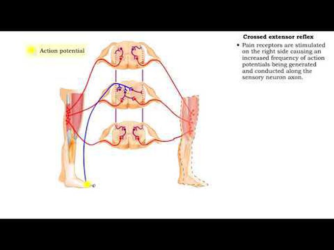 Spinal Cord: Flexor and Crossed extensor reflex