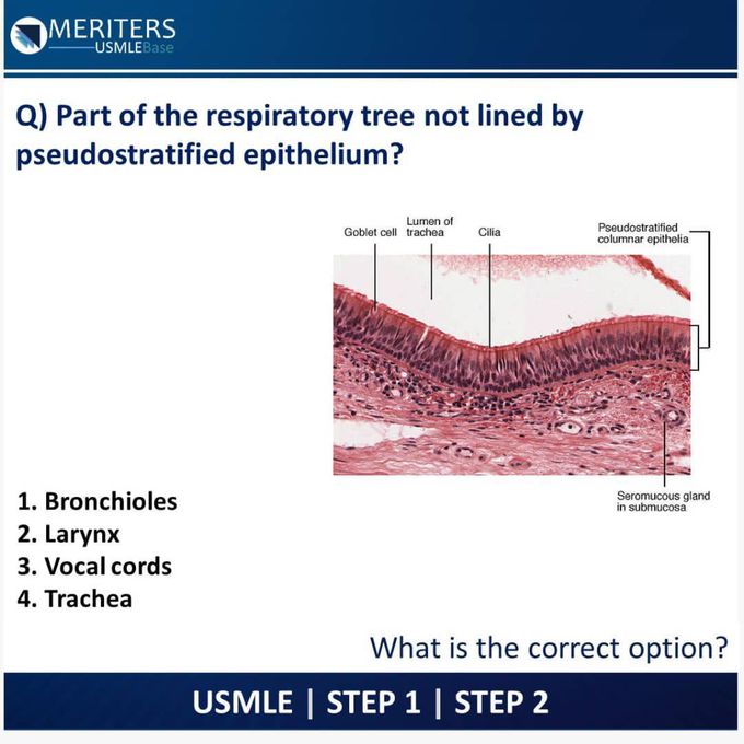 Pseudostratified epithelium of respiratory system