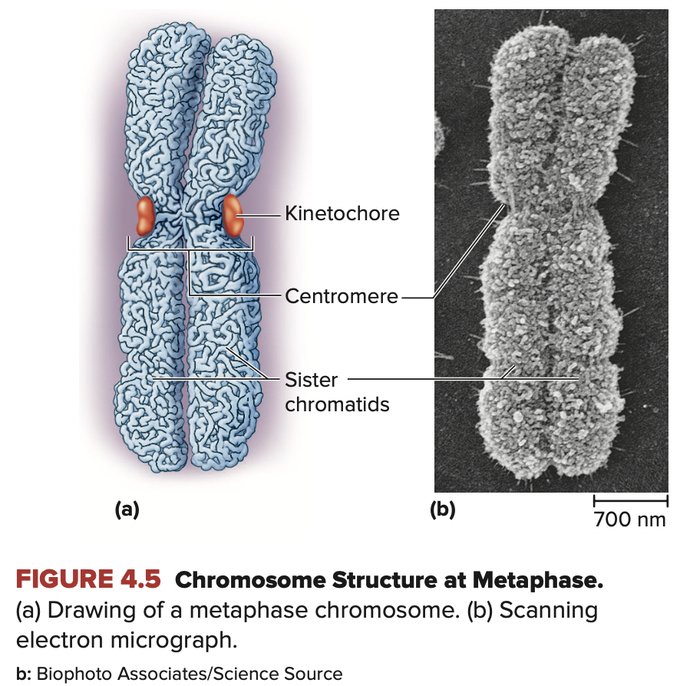 Biology GCSE. In the text book picture of a chromosome it appears as an 'X' like structure. Is that a single chromosome or is that a pair...